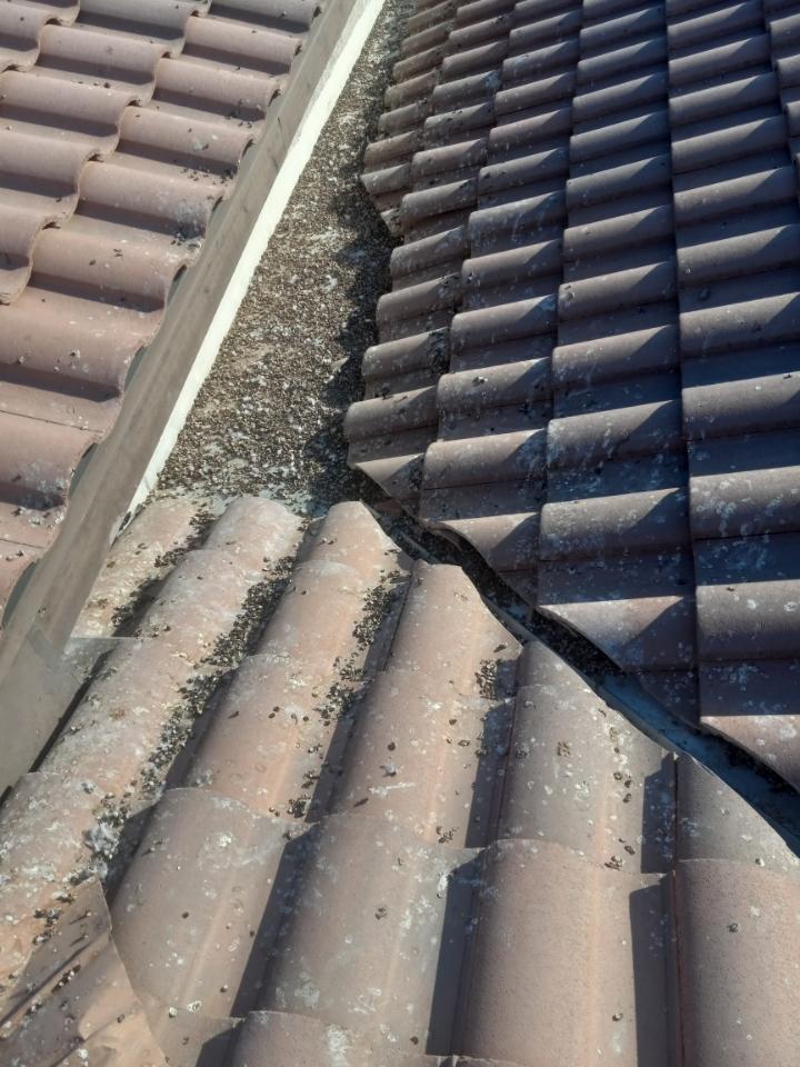 Pigeon-occupied awning before treatment